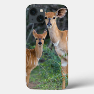 Nyala (Tragelaphus Angazii) With Young, Ndumo iPhone 13 Case