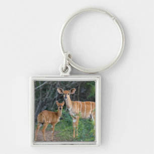 Nyala (Tragelaphus Angazii) With Young, Ndumo Key Ring