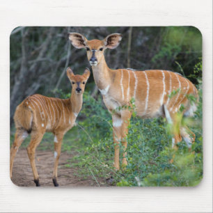 Nyala (Tragelaphus Angazii) With Young, Ndumo Mouse Pad