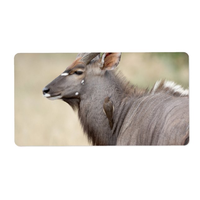 Nyala with oxpecker (Front)