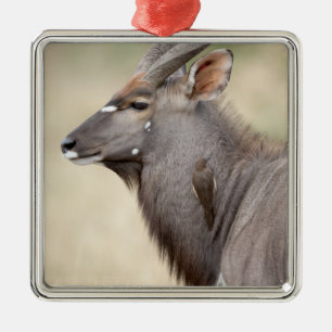Nyala with oxpecker metal ornament