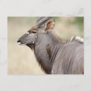 Nyala with oxpecker postcard