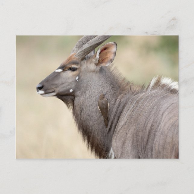 Nyala with oxpecker postcard (Front)