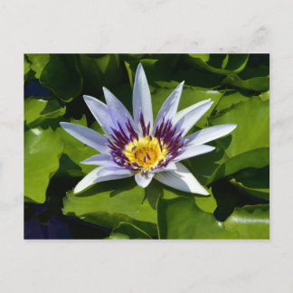 Nymphaea colorata - African Waterlily Tanzania Postcard