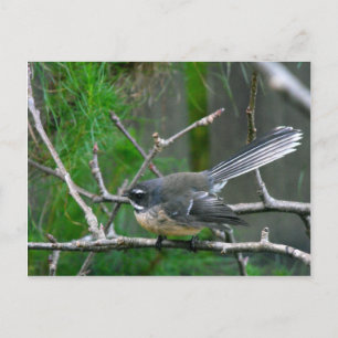 NZ Bird - Fantail Postcard