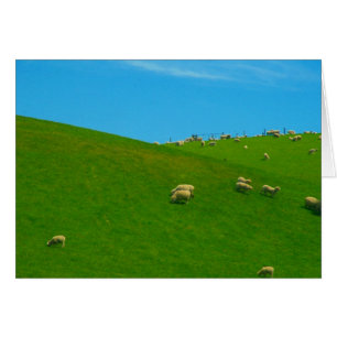 nz sheep hill