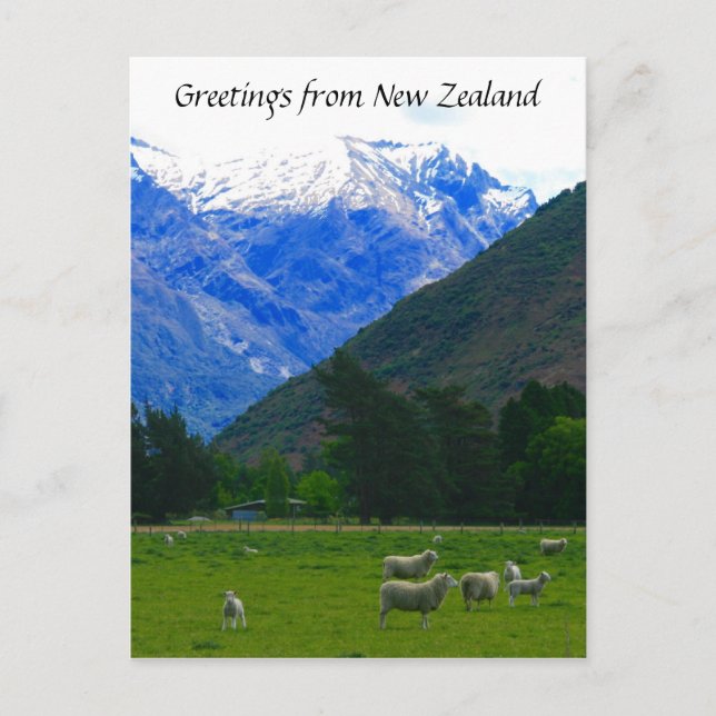 nz sheep scape postcard (Front)