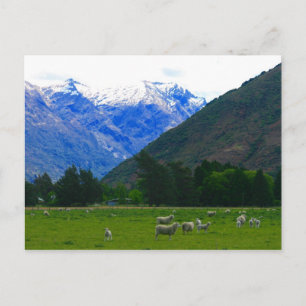 nz sheep scape postcard