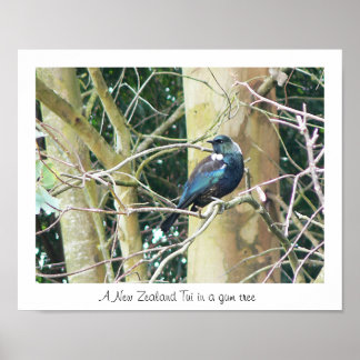 NZ Tui in a Gum Tree Poster
