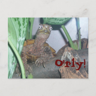 o&apos;rly, O'rly! Postcard