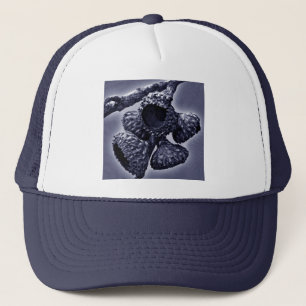 Oak Acorn Caps