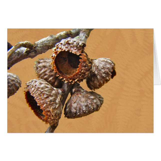 Oak Acorn Caps (Front Horizontal)