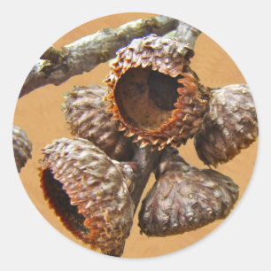 Oak Acorn Caps Classic Round Sticker