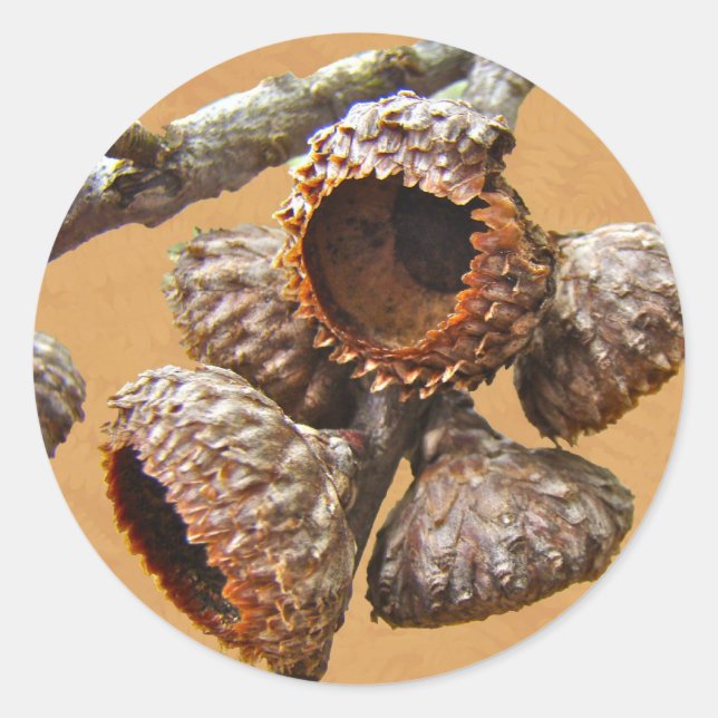 Oak Acorn Caps Classic Round Sticker (Front)