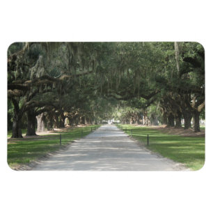 Oak Alley at Boone Hall, Charleston SC Magnet