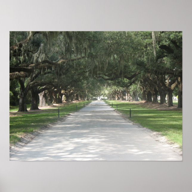 Oak Alley at Boone Hall, Charleston SC Poster (Front)