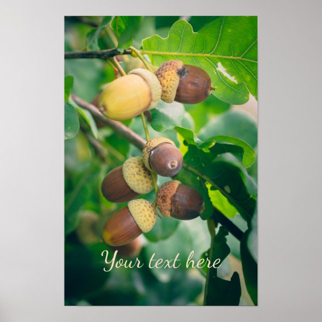 Oak branches with acorns  poster (Front)