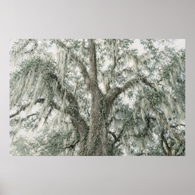 Oak Cathedral | Live Oak Tree | Poster (Front)