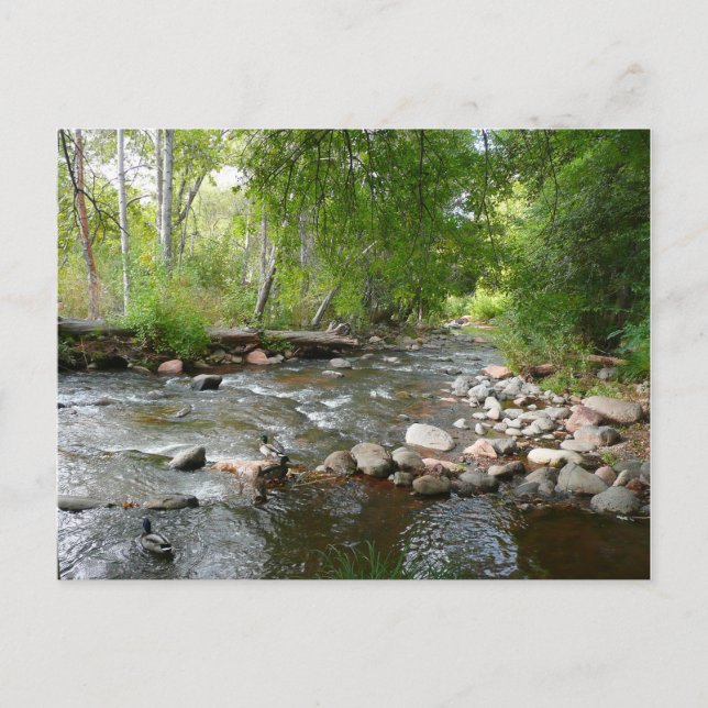 Oak Creek and Mallard Ducks Nature Photography Postcard (Front)