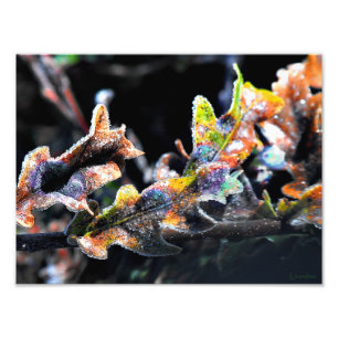 Oak Fairy Frosting Photo Print