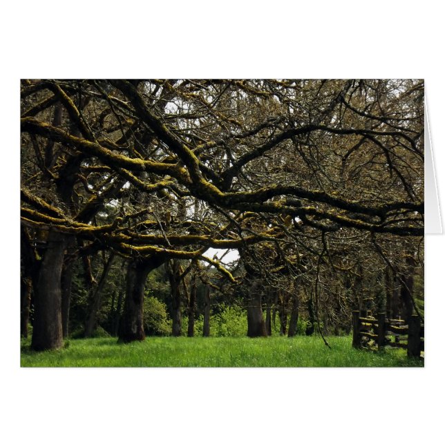 Oak Grove, 2 (Front Horizontal)