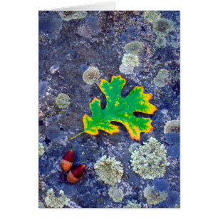 Oak Leaf and Acorns on a Lichen covered rock