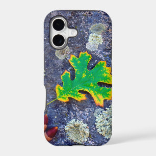 Oak Leaf and Acorns on a Lichen covered rock