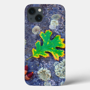 Oak Leaf and Acorns on a Lichen covered rock iPhone 13 Case