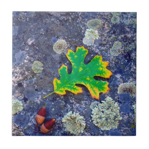 Oak Leaf and Acorns on a Lichen covered rock Ceramic Tile