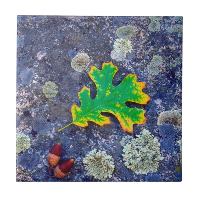 Oak Leaf and Acorns on a Lichen covered rock Ceramic Tile (Front)