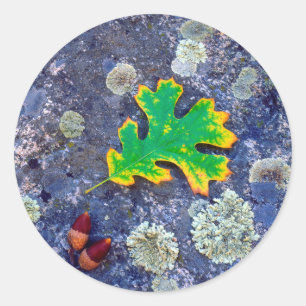Oak Leaf and Acorns on a Lichen covered rock Classic Round Sticker