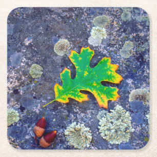 Oak Leaf and Acorns on a Lichen covered rock Square Paper Coaster