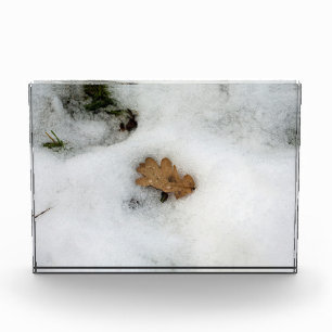 Oak Leaf lying in the snow Holiday Card Poster Photo Block