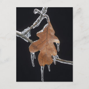 Oak Leaf with Ice Sickles After Ice Storm ; Postcard