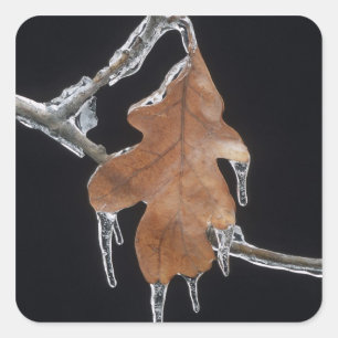 Oak Leaf with Ice Sickles After Ice Storm ; Square Sticker
