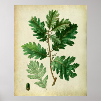Oak Leaves no.3 Farmhouse Wall Art