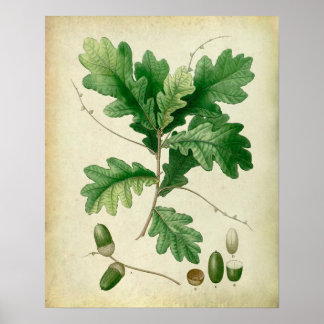 Oak Leaves no.4 Farmhouse wall art