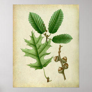 Oak Leaves no.6 Farmhouse Living Room Art Poster