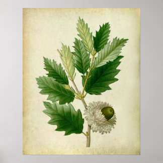 Oak Leaves no.8 Housewarming gift Poster