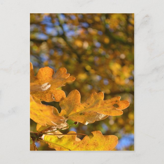 Oak Leaves Postcard (Front)