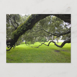 Oak on St. Simon's Island Postcard