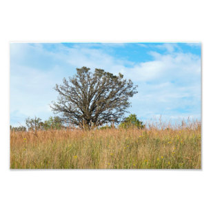 Oak Tree and Tall Grass Prairie Photo Print