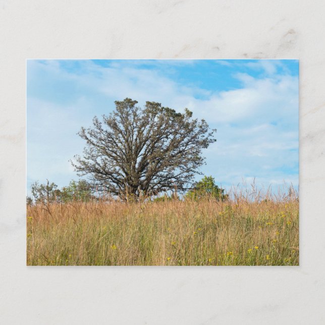 Oak Tree and Tall Grass Prairie Postcard (Front)