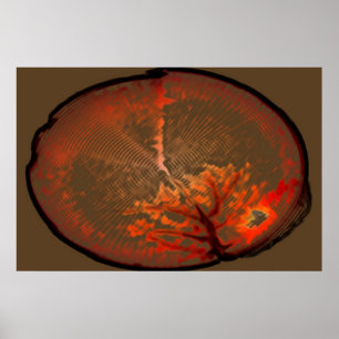 Oak Tree At Sunrise Poster