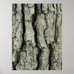Oak Tree Bark Poster
