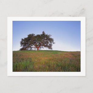 "Oak Tree Glow" Postcard