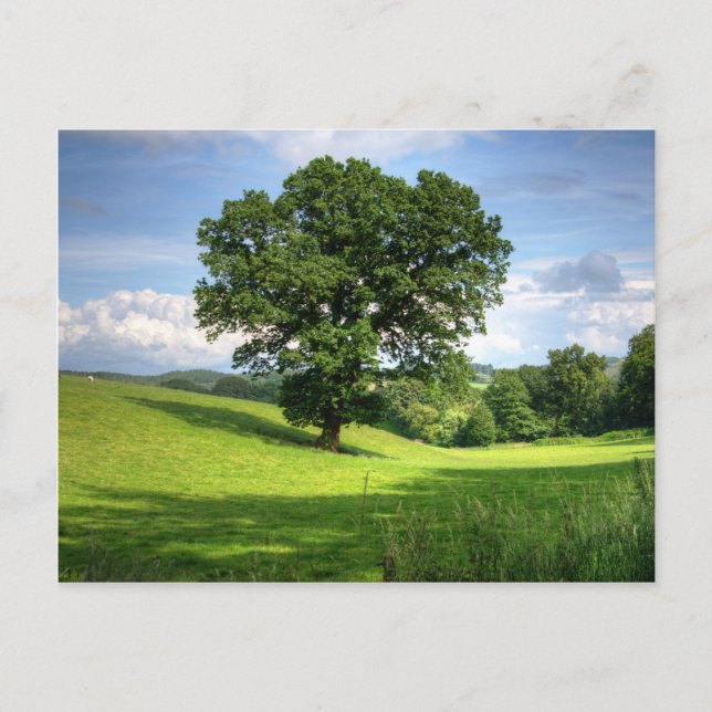 Oak tree green summer beautiful scenery postcard (Front)