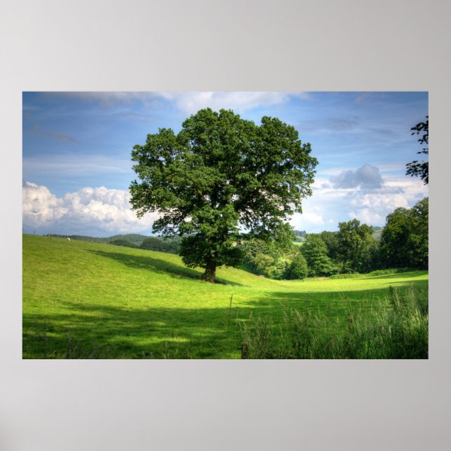 Oak tree green summer beautiful scenery poster (Front)