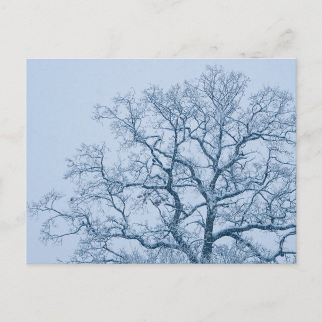 Oak Tree in Snow Postcard (Front)