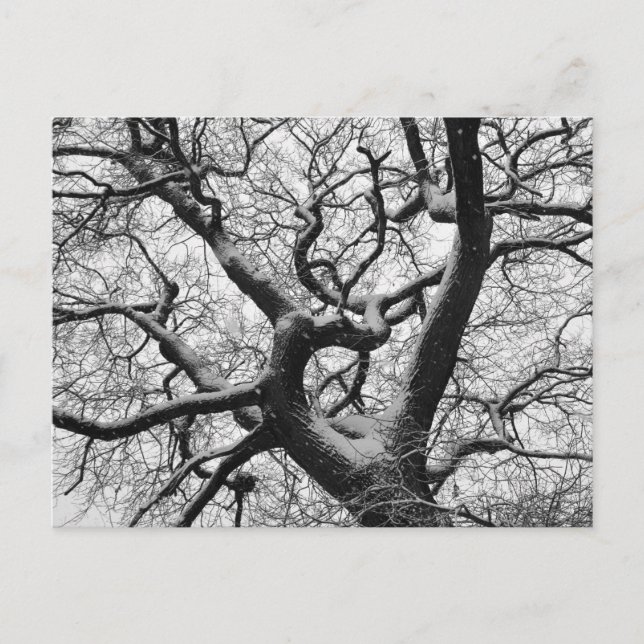 Oak Tree in Winter Postcard (Front)